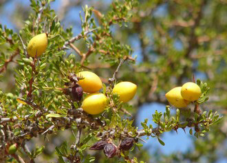 fruit-argan